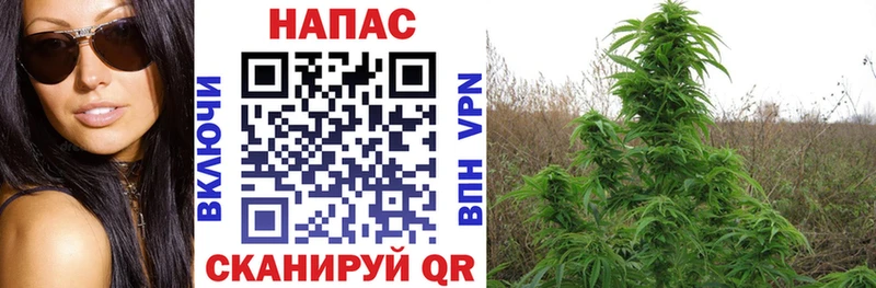 Канабис план как найти наркотики Элиста